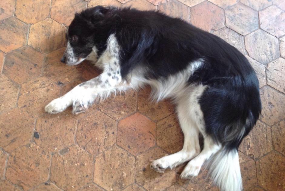 Disappearance alert Dog  Female , 15 years Lixy France