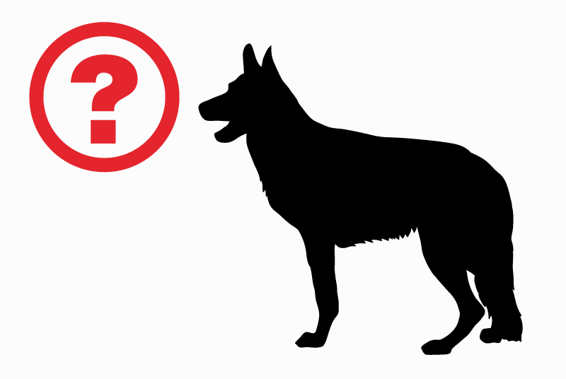 Discovery alert Dog miscegenation Female Saint-Nazaire France