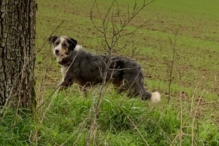 Fundmeldung Hund rassenmischung Unbekannt Meigneux Frankreich