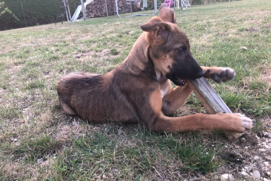 Vermisstmeldung Hund rassenmischung Weiblich , 1 jahre Montigny-Lencoup Frankreich