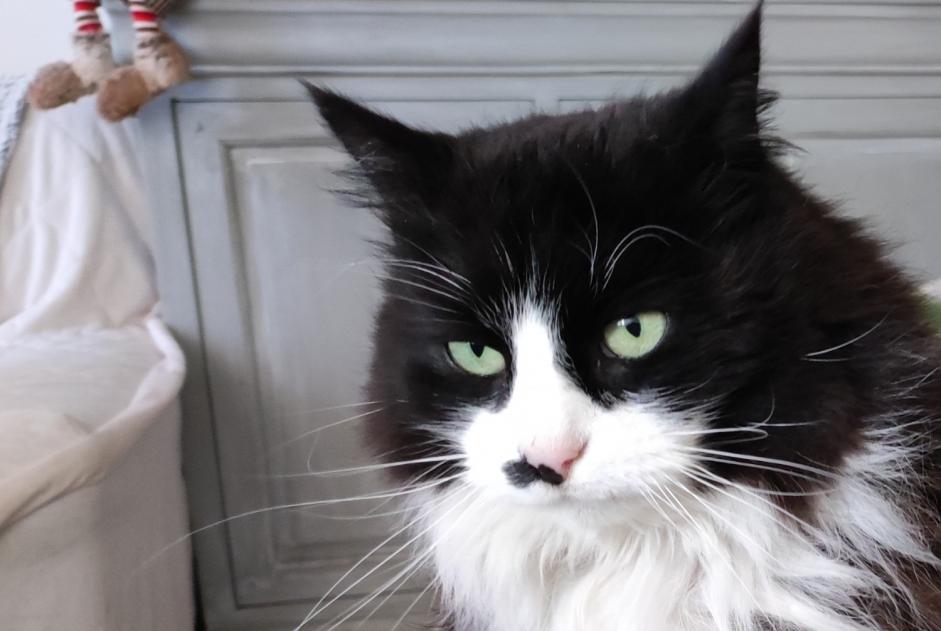 Vermisstmeldung Katze Weiblich , 9 jahre Voulangis Frankreich