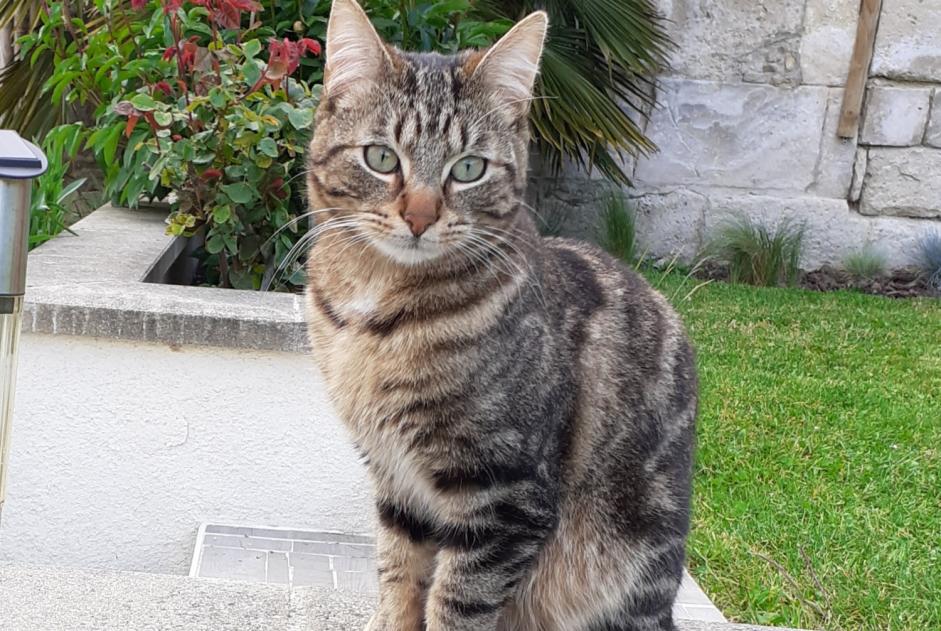 Vermisstmeldung Katze Männliche , 3 jahre Messy Frankreich