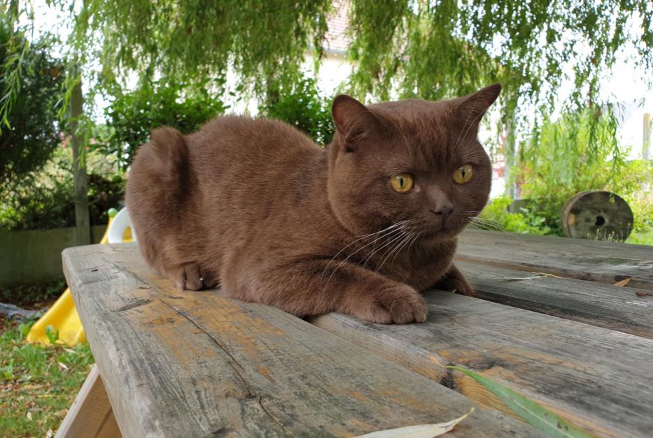 Vermisstmeldung Katze  Männliche , 5 jahre Amillis Frankreich