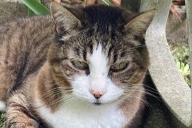 Vermisstmeldung Katze  Männliche , 15 jahre Crégy-lès-Meaux Frankreich