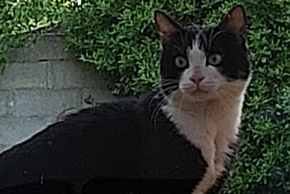 Discovery alert Cat Unknown Lagny-sur-Marne France