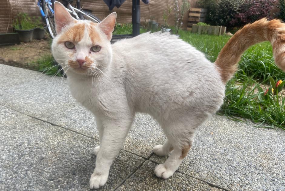 Discovery alert Cat Male Roissy-en-Brie France