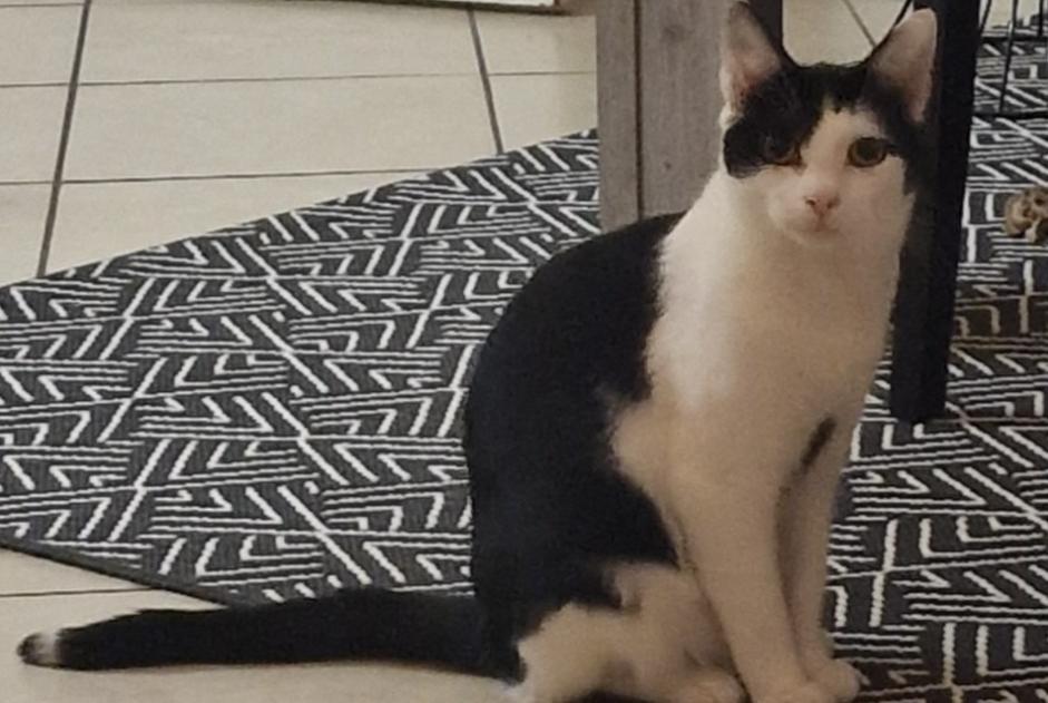 Disappearance alert Cat Male , 2 years Tournan-en-Brie France
