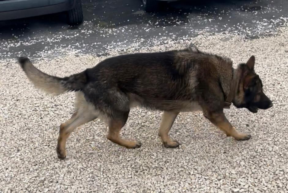 Disappearance alert Dog  Male , 3 years Saint-Soupplets France