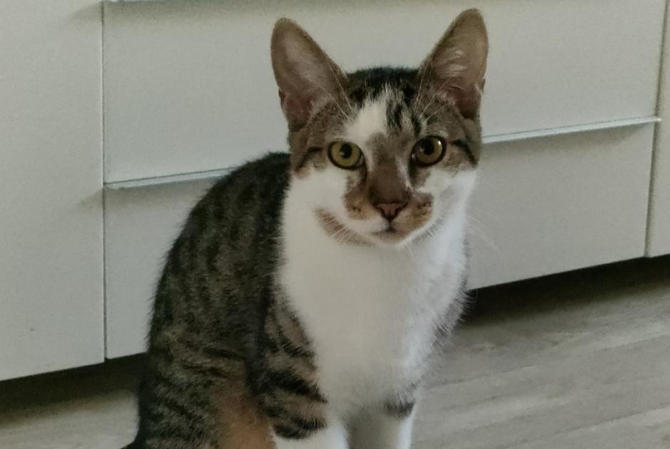 Alerta de Desaparición Gato  Macho , 2 años Meaux Francia