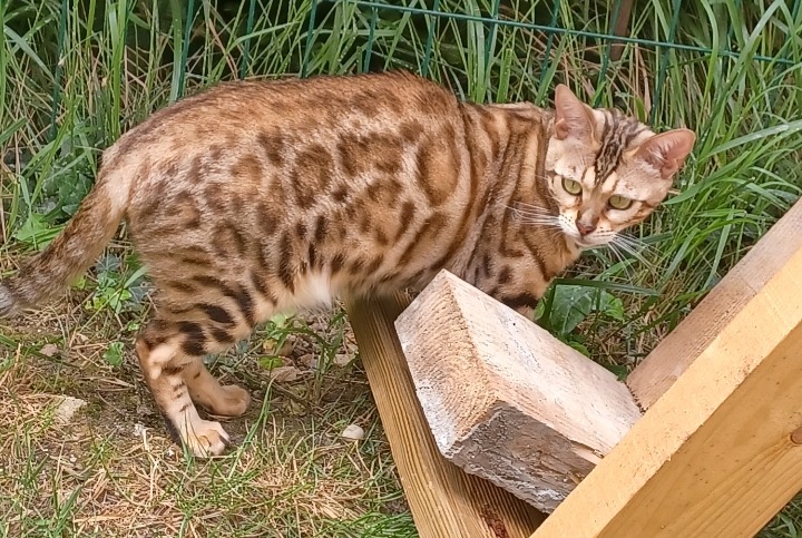 Alerta de Desaparición Gato  Hembra , 5 años Cesson Francia