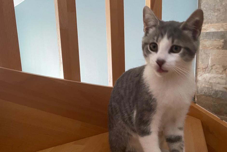 Alerta de Hallazgo Gato Macho Montévrain Francia
