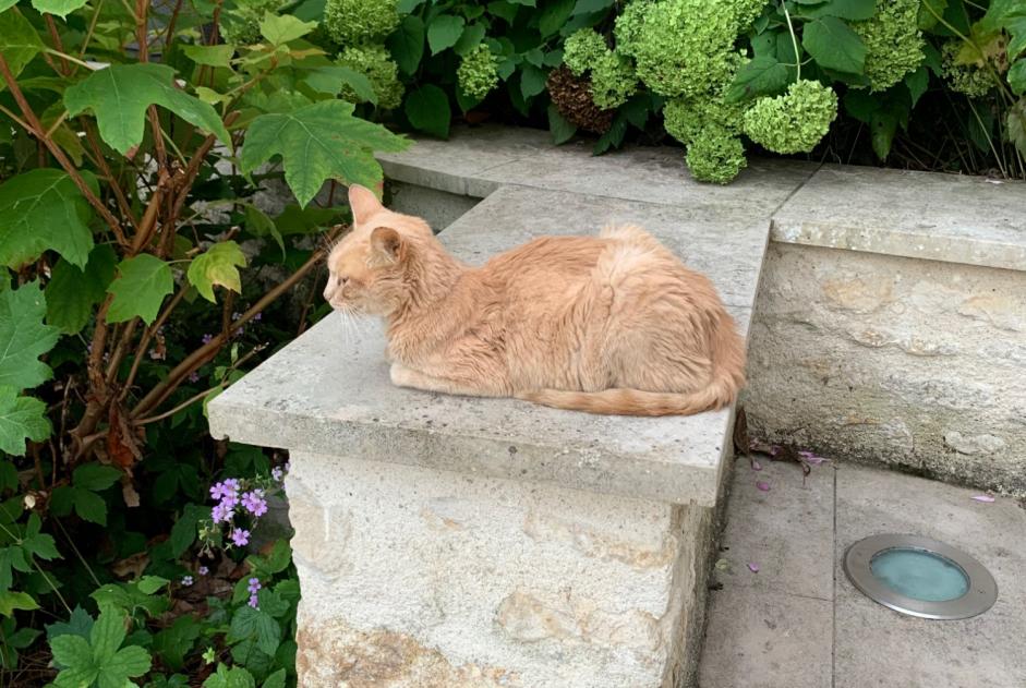 Alerta de Hallazgo Gato Macho Amponville Francia