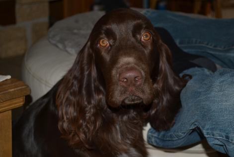 Alerta de Desaparición Perro Macho , 7 años Savigny-le-Temple Francia Alerta de Desaparición Perro Macho , 7 años Savigny-le-Temple Francia