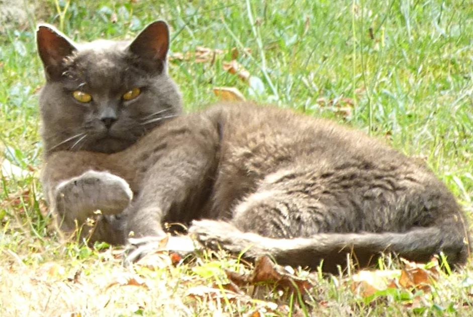 Alerte Disparition Chat croisement Mâle , 23 ans Claye-Souilly France