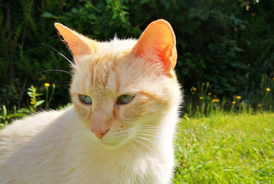 Alerte Disparition Chat croisement Mâle , 9 ans Boissise-la-Bertrand France