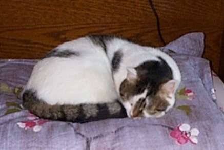 Alerte Disparition Chat Mâle , 17 ans Saint-Siméon France Alerte Disparition Chat Mâle , 17 ans Saint-Siméon France