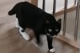Alerte Disparition Chat Femelle , 1 ans Bailly-Romainvilliers France Alerte Disparition Chat Femelle , 1 ans Bailly-Romainvilliers France