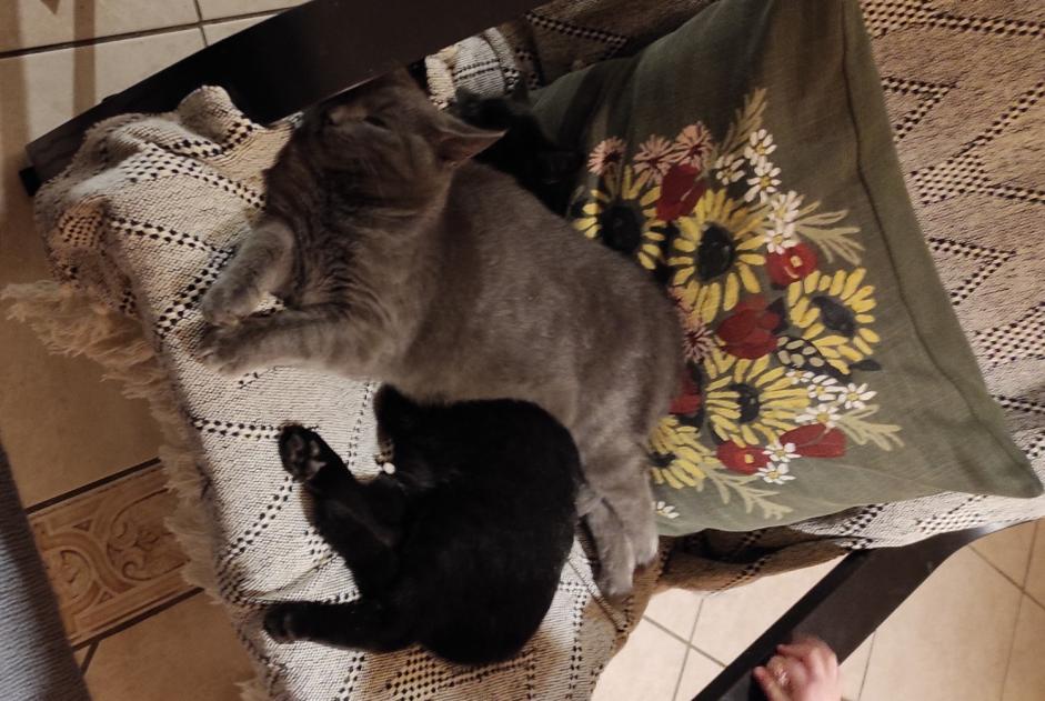 Alerte Disparition Chat croisement Mâle , 1 ans Boissy-le-Châtel France Alerte Disparition Chat croisement Mâle , 1 ans Boissy-le-Châtel France