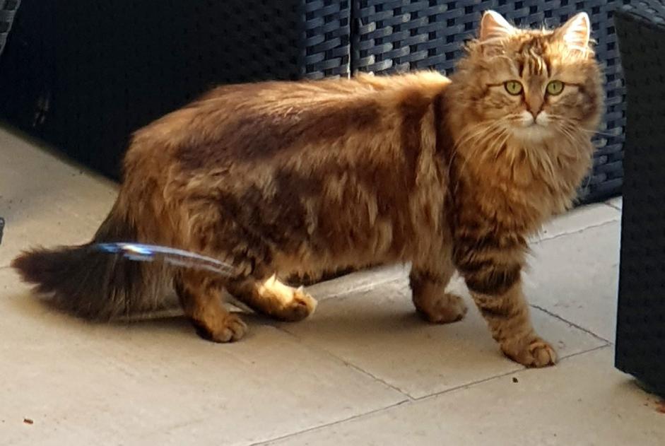 Alerte Découverte Chat croisement Femelle Bois-le-Roi France Alerte Découverte Chat croisement Femelle Bois-le-Roi France
