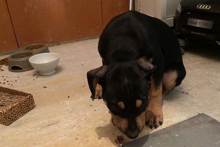 Alerte Découverte Chien Mâle Poincy France