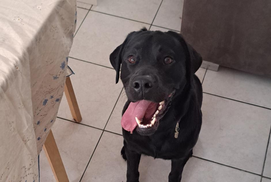 Alerte Découverte Chien  Mâle Avon France