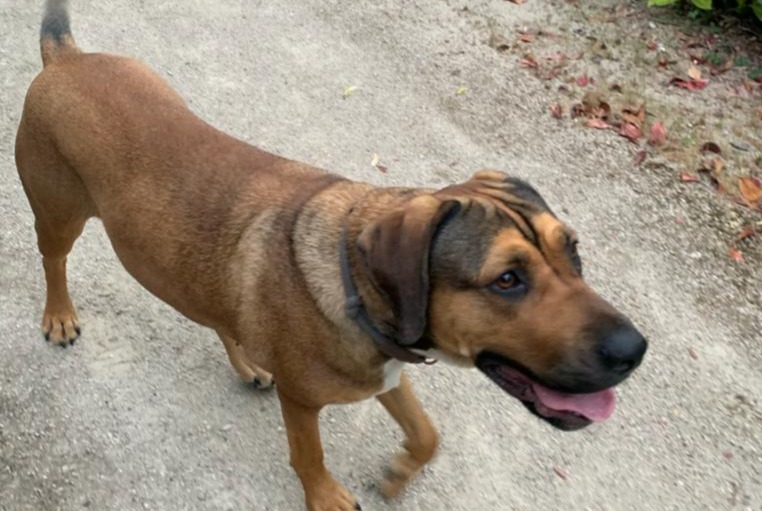 Alerte Découverte Chien croisement Femelle Bailly-Romainvilliers France Alerte Découverte Chien croisement Femelle Bailly-Romainvilliers France