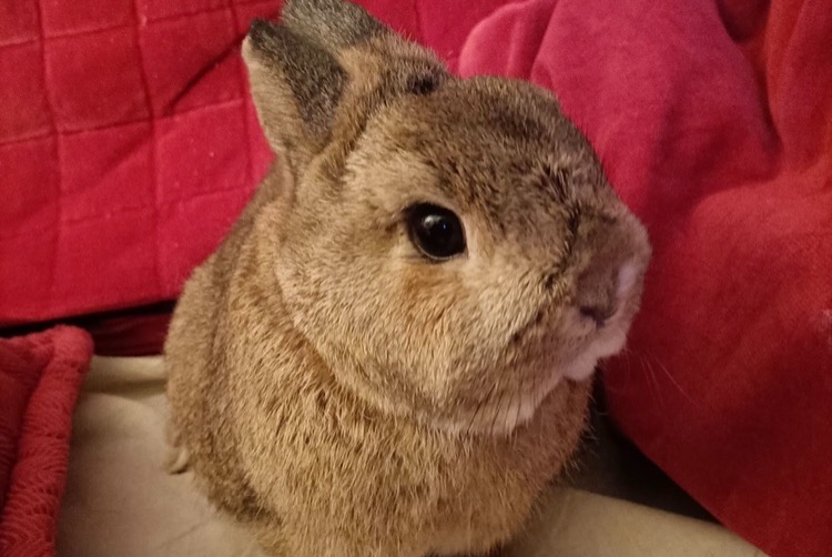 Alerte Disparition Lapin Mâle Chelles France
