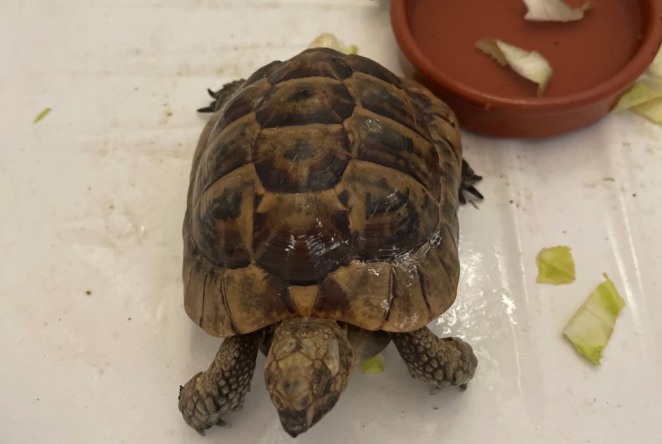Alerte Découverte Tortue Inconnu Bransles France