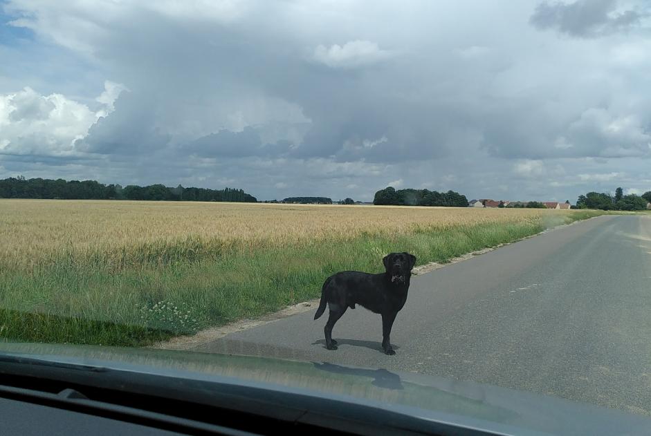 Ontdekkingsalarm Hond  Mannetje Montereau-sur-le-Jard Frankrijk