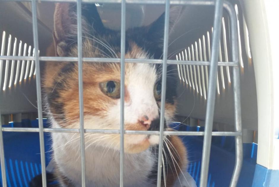 Ontdekkingsalarm Kat  Vrouwtje Moissy-Cramayel Frankrijk