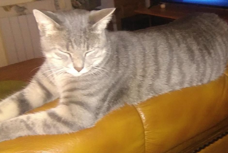 Alerta desaparecimento Gato  Macho , 3 anos Chevry-en-Sereine France